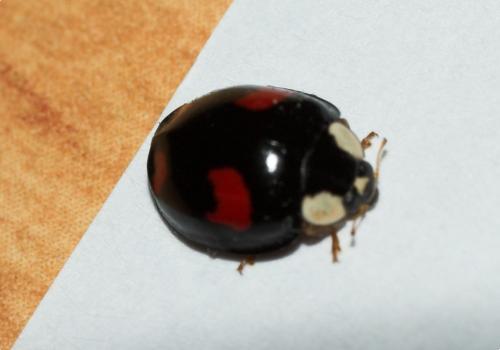 Harmonia axyridis